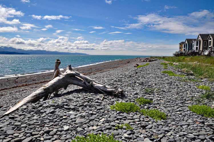 beach and driftwood